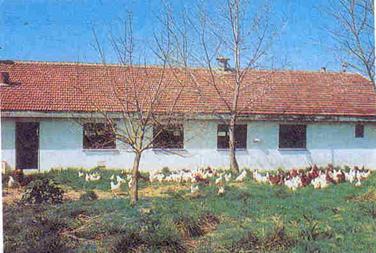 Modern tavukçuluk için bir örnek